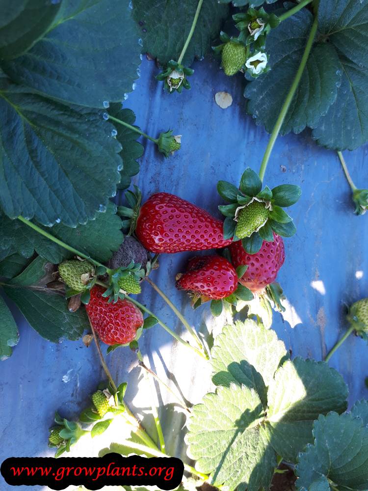 Strawberry plant - How to grow & care