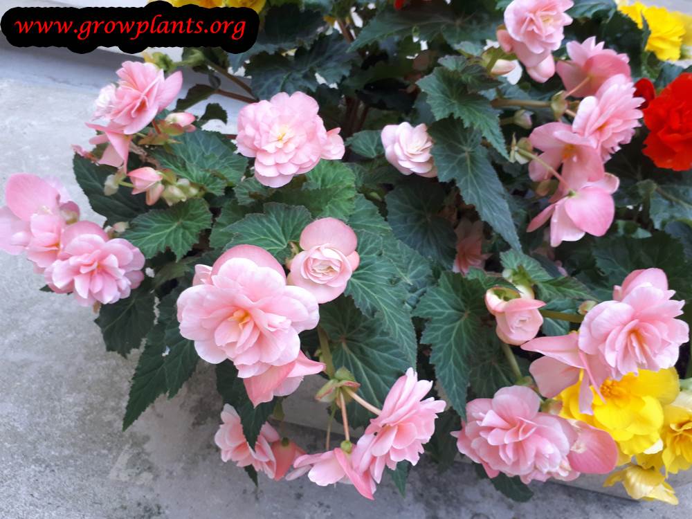 Tuberous Begonias - How To Grow & Care