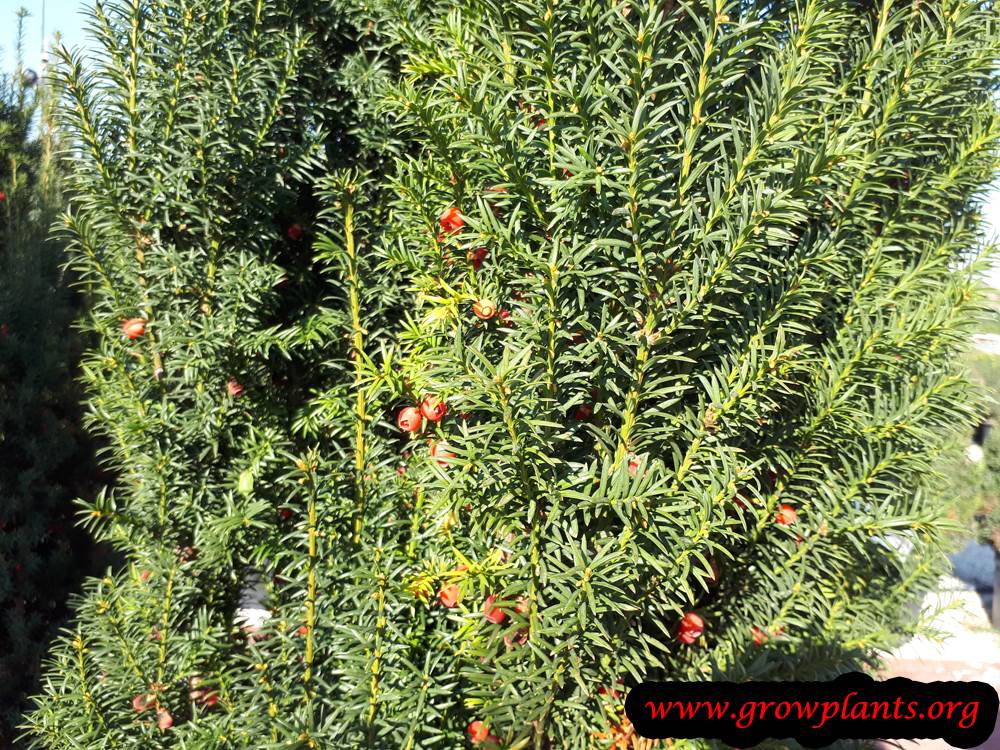 Yew tree - How to grow & care